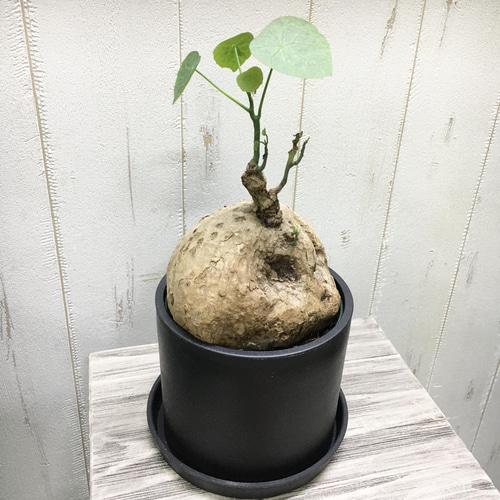 ステファニア ヴェノサ 6号 塊根植物