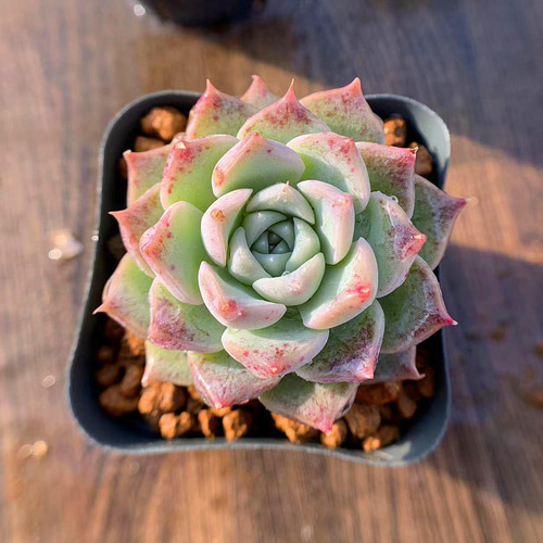 275.多肉植物 寄せ植え エケベリア属 白桃 新品種 抜き苗 アート