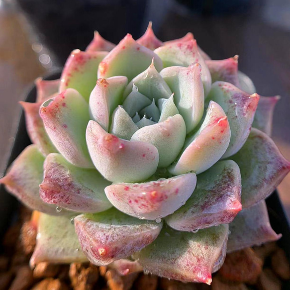 275.多肉植物 寄せ植え エケベリア属 白桃 新品種 抜き苗 アート