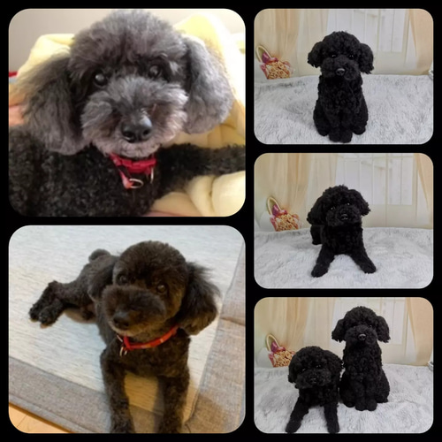 ☆愛犬オーダーメイド☆うちのこ 羊毛フェルト ハンドメイド