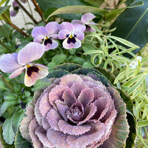 寄せ植え＊スキミアを使って その他素材 Comu＊Garden 通販 13013769