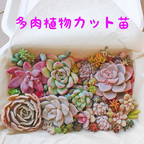 多肉植物 カット苗セット* B 初心者さんにも 多肉植物 ODECO