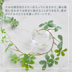 【マジカルウォーターアレンジ】シュガーバインのウォーターアレンジ☆clayガラス使用・観葉植物 3枚目の画像