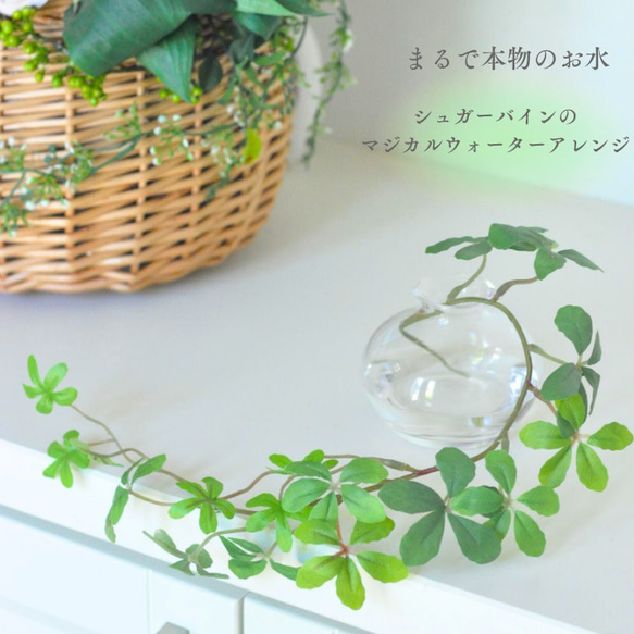 【マジカルウォーターアレンジ】シュガーバインのウォーターアレンジ☆clayガラス使用・観葉植物 1枚目の画像
