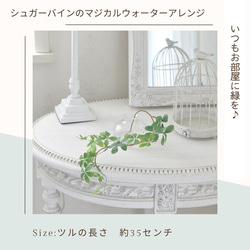 【マジカルウォーターアレンジ】シュガーバインのウォーターアレンジ☆clayガラス使用・観葉植物 2枚目の画像