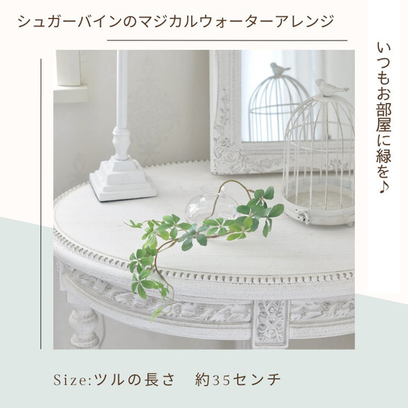 【マジカルウォーターアレンジ】シュガーバインのウォーターアレンジ☆clayガラス使用・観葉植物 2枚目の画像