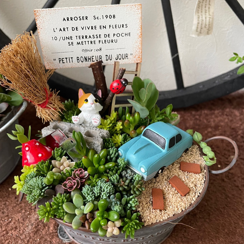 多肉寄せ植え♬箱庭♬子豚 多肉寄せ植え♬箱庭♬子豚 多肉寄せ植え♬箱庭♬子豚