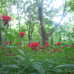 この力強さは自然の恵み。天然山野草茶【 マルベリー×ベルガモット】氷紋の森で育ったハーブティー 4枚目の画像