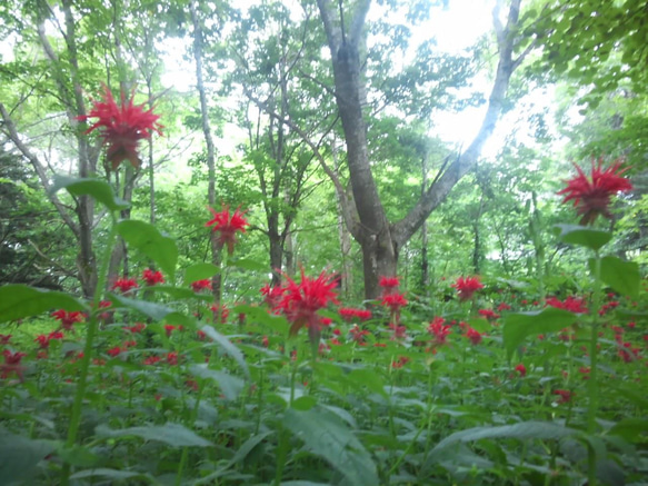 この力強さは自然の恵み。天然山野草茶【 マルベリー×ベルガモット】氷紋の森で育ったハーブティー 4枚目の画像