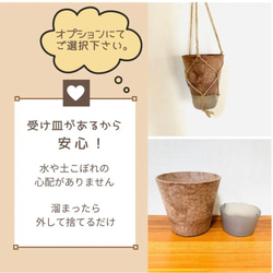 木の香りがする　ハンギング　アロマ鉢セット　シュガーバイン　つる性ガジュマル　4号　壁掛け 観葉植物　インテリア 8枚目の画像