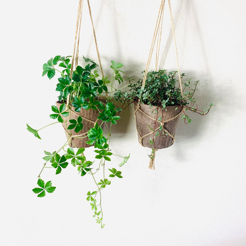 観葉植物 ピタンガ＋お洒落植木鉢セット ※都内インテリアショップ購入 木の香りがする ハンギング アロマ鉢セット シュガーバイン ピレア