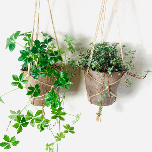 観葉植物 おまとめ3点セット「流木付け2点＆鉢植えハンギング1点」 imgrc0094138821.jpg