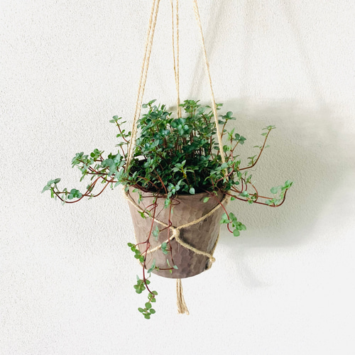 パンノキ　約110cm 鉢　観葉植物　グリーン　レア　green インテリア パンノキ 約110cm 鉢 観葉植物 グリーン レア green インテリア