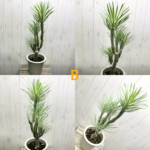 n*a様 セネシオ　クレイニア　モンキーツリー　観葉植物　7号　約100センチ Senecio kleinia セネシオ・クレイニア ”モンキーツリー” | plants