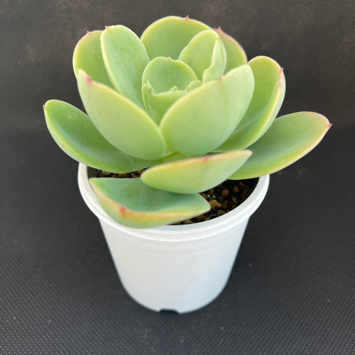 多肉植物【ピーチプリデ】2苗セット 抜き苗 【多肉植物】葉挿し