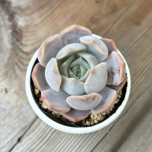 チェリークイーン 多肉植物 多肉植物 kanomarihome 通販 13029046