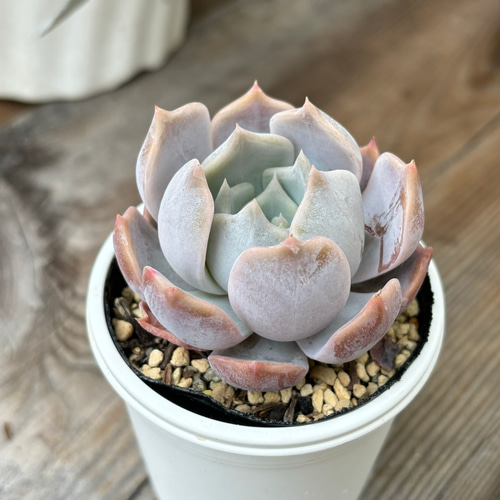 チェリークイーン 多肉植物 多肉植物 kanomarihome 通販 13029046