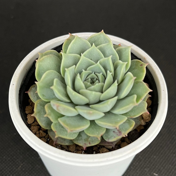 レッドボール 多肉植物 多肉植物 kanomarihome 通販 13029059