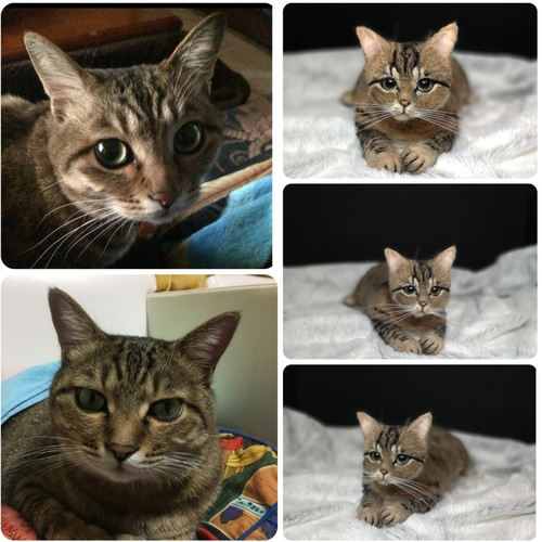 ☆愛猫オーダーメイド☆うちの子 猫 ハンドメイド ねこ メモリアル