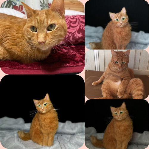 羊毛フェルト ねこちゃん お写真から制作 かわいい おもかげ