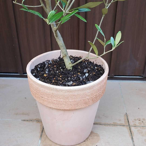 大きなオリーブの木♪ひなかぜ 鉢植え 観葉植物 シンボルツリー♪苗木