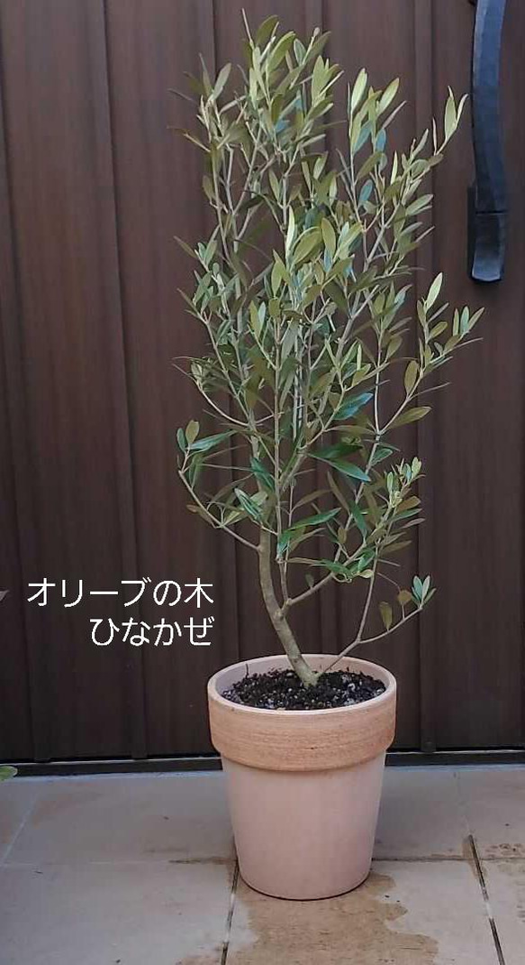 ボリューム苗　オリーブの木　ひなかぜ　鉢植えE　苗木　シンボルツリー　美樹形 大きなオリーブの木♪ひなかぜ 鉢植え 観葉植物 シンボルツリー♪苗木