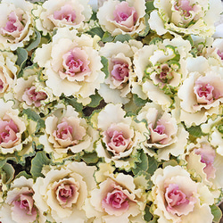 観葉植物 斑入り ドラセナ コンパクタ ホワイト 7号 高さ60cm 植木