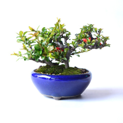 【母の日】【年に何度も開花】長寿梅（紅白植え） 4枚目の画像