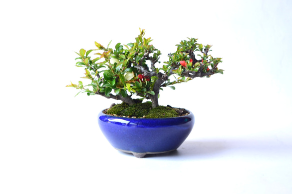 【母の日】【年に何度も開花】長寿梅（紅白植え） 4枚目の画像