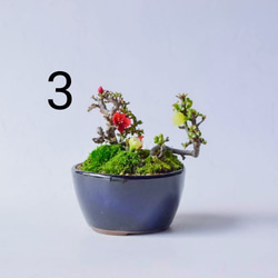  第6張的照片