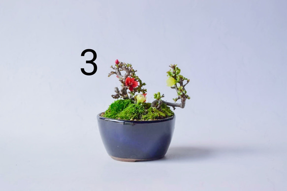  第6張的照片