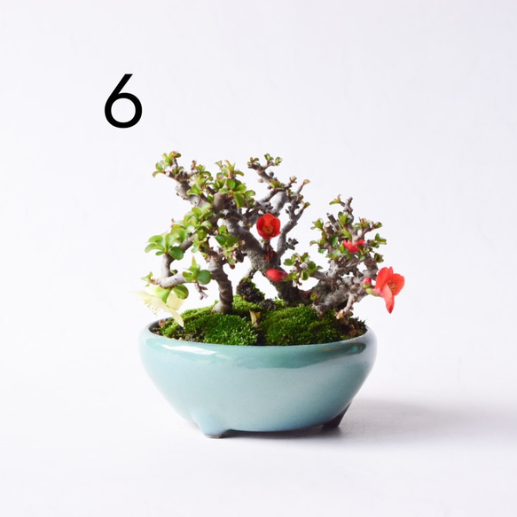  第9張的照片