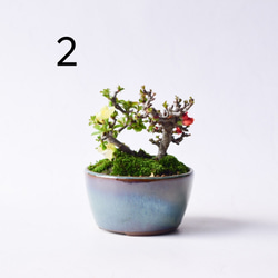  第5張的照片