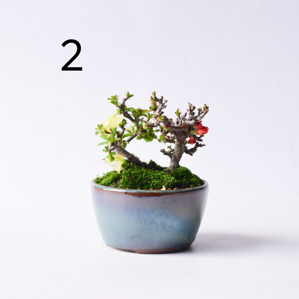  第5張的照片