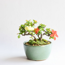 【母の日】【年に何度も開花】長寿梅（紅白植え） 1枚目の画像