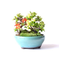 【母の日】【年に何度も開花】長寿梅（紅白植え） 5枚目の画像
