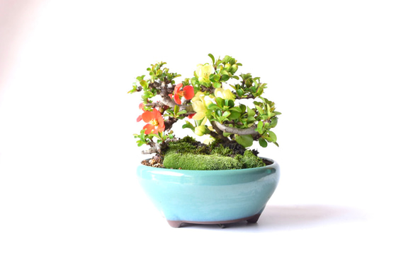 【母の日】【年に何度も開花】長寿梅（紅白植え） 5枚目の画像