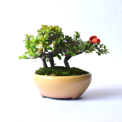 【母の日】【年に何度も開花】長寿梅（紅白植え） 3枚目の画像