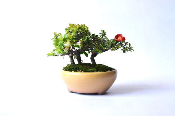 【母の日】【年に何度も開花】長寿梅（紅白植え） 3枚目の画像
