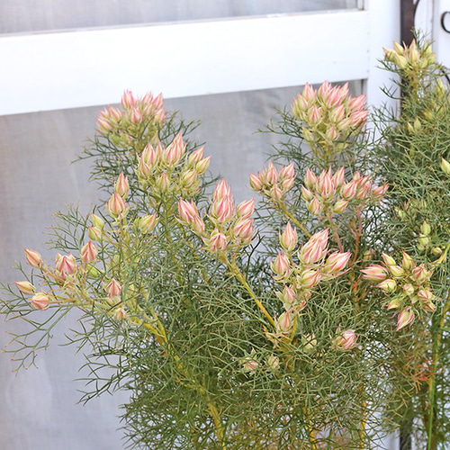 常緑花木 セルリア プリティピンク 7号 高さ82cm 花木 おしゃれ 個性的