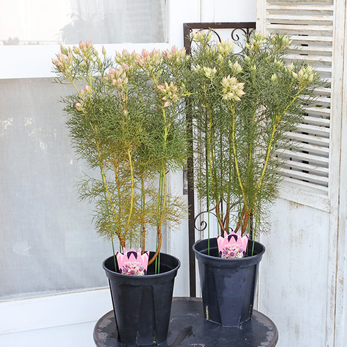 常緑花木 セルリア プリティピンク 7号 高さ82cm 花木 おしゃれ 個性的