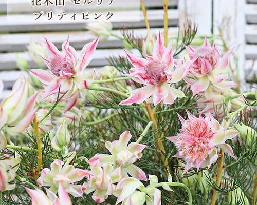 ca9be9898adbf4ffd4a74d821829e7