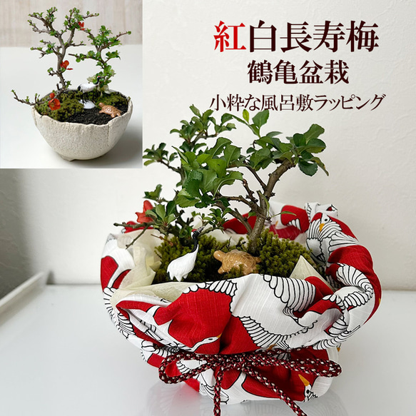 感謝を込めて贈る【紅白長寿梅（コウハクチョウジュバイ）鶴亀盆栽】小