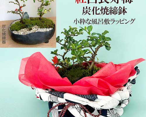 感謝を込めて贈る【紅白長寿梅の盆栽・（鉢 真山茜炭化焼締鉢）】小粋