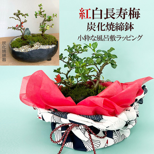 長寿梅　陣笠鉢　盆栽いろは 感謝を込めて贈る【紅白長寿梅の盆栽・（鉢 真山茜炭化焼締鉢）】小粋