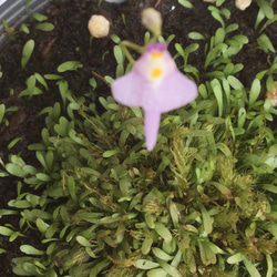 セールマジカルプランツ⭐ウサギ苔白花、青花、クリオネ苔、ミクロカリッス♥️食中植物ミニ株四点セット＼(^o^)／ 3枚目の画像