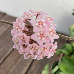 希少ホヤ＊インクラサッタ＊アルボマギナータ＊斑入り＊観葉植物