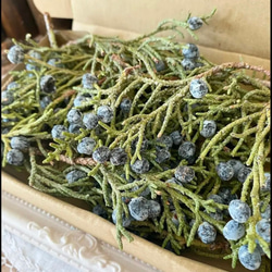 2024年上位クラスレア品種❣️ドライフラワー西洋ネズ ジュニパーベリー小分け❣️ハンドメイド花材リースなど❤️ 3枚目の画像