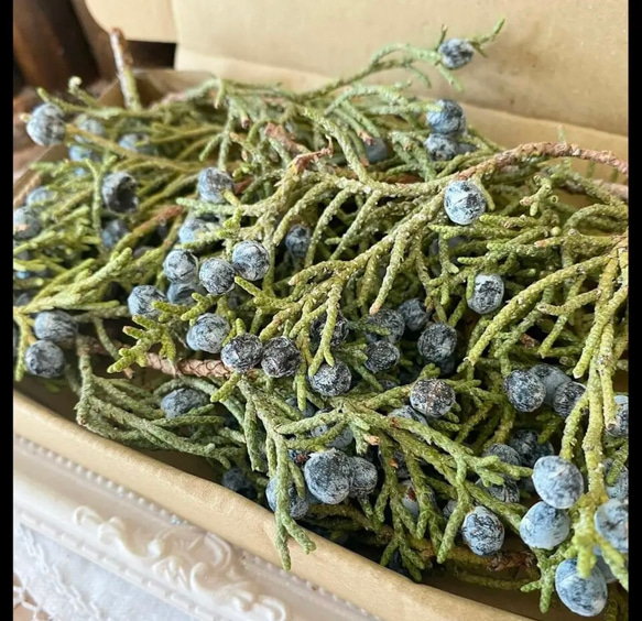 2024年上位クラスレア品種❣️ドライフラワー西洋ネズ ジュニパーベリー小分け❣️ハンドメイド花材リースなど❤️ 3枚目の画像