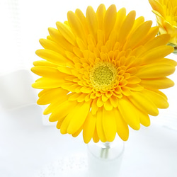 【訂做】❁ 黃泥花非洲菊 2 件套，室內花，單花花瓶❁ 第4張的照片